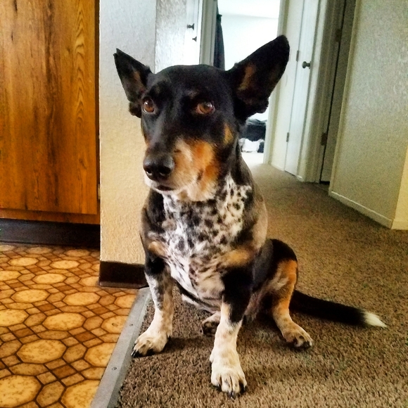 Meet your Posher, Katie - Picture 5 of 6